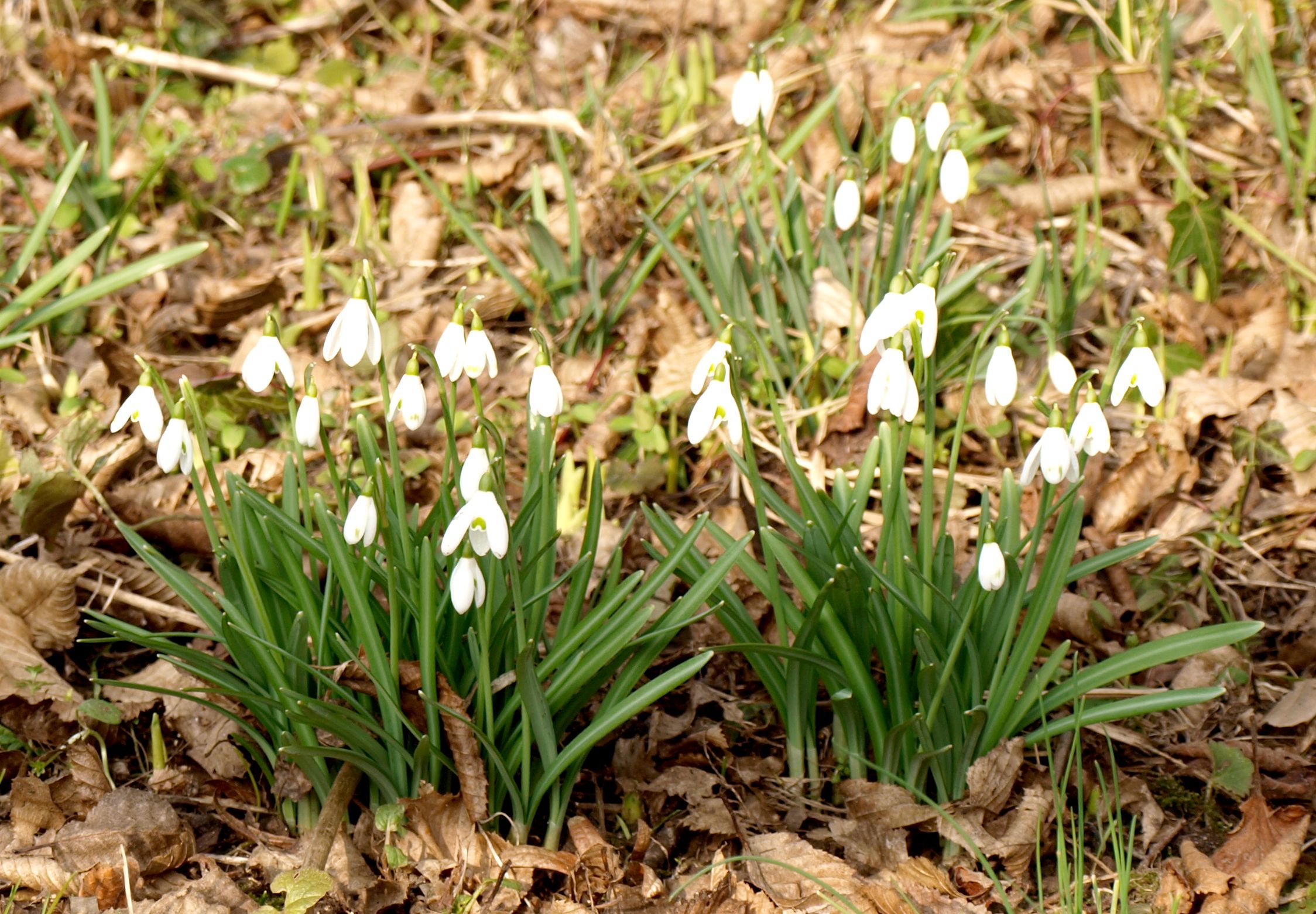 perce neige dans le jardin